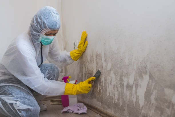 Mold Removal Process in South Fulton, GA