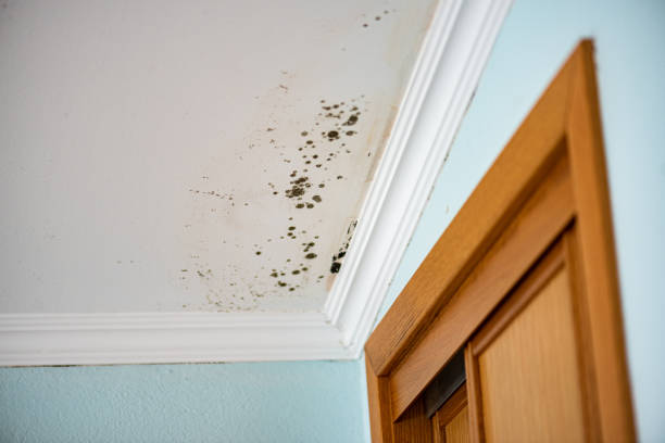 Best Home Mold Removal  in South Fulton, GA