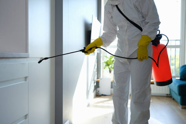 Best Black Mold Removal  in South Fulton, GA
