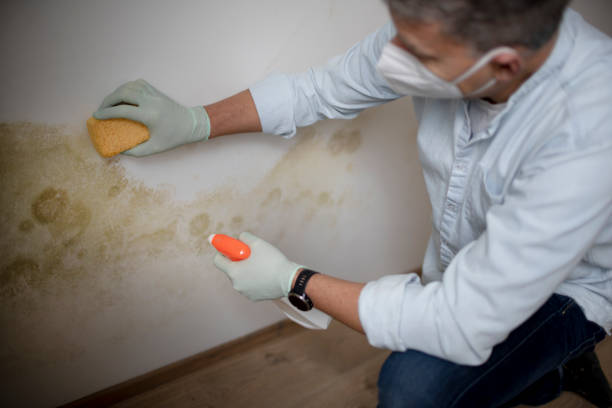 Best Certified Mold Removal  in South Fulton, GA