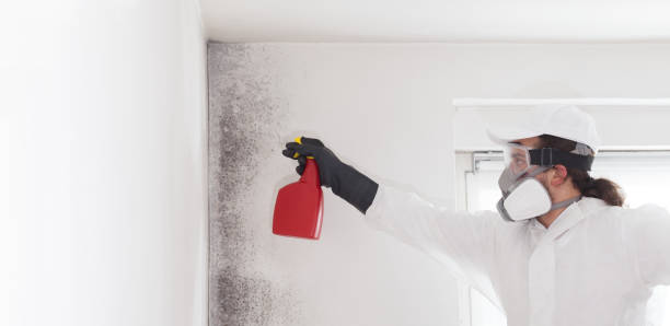 Best Mold Damage Repair  in South Fulton, GA