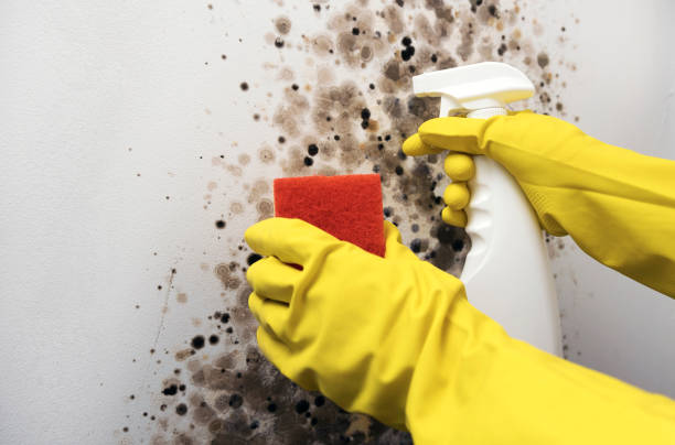 Best Mold Removal Process  in South Fulton, GA